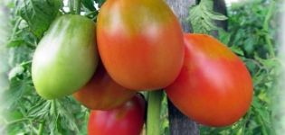 Descrizione della varietà di pomodoro Flame Agro, caratteristiche di coltivazione e cura