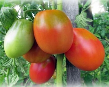 Beskrivning av tomatsorten Flame Agro, funktioner för odling och skötsel