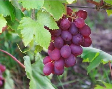 Vynuogių veislių aprašymas chirurgo atmintyje, sodinimo ir priežiūros taisyklės