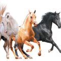 Názvy existujúcich farieb koní, ktoré sú tiež zoznamom farieb