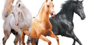 Los nombres de los colores existentes de los caballos, que también son la lista de colores.