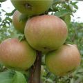 Опис сорте јабуке Вербное и главне карактеристике њених предности и недостатака, приноса