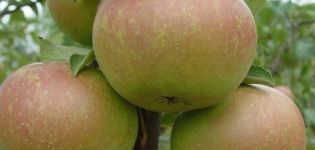 Beskrivning av Verbnoe äpplesort och de viktigaste egenskaperna för dess fördelar och nackdelar