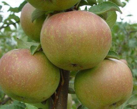 „Verbnoe“ obuolių veislės aprašymas ir pagrindinės jos privalumų ir trūkumų savybės, derlius