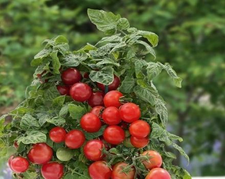 Beskrivning av tomatsorten Lukoshko på fönstret, dess odling