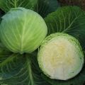 Description of late varieties of cabbage Sugarloaf, Kolobok, Atria, Valentina and others