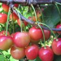 Description de la variété de cerises douces Orlovskaya Pink, plantation et entretien