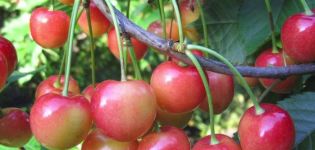 Az Orlovskaya Pink cseresznyefajta leírása, ültetés és gondozás