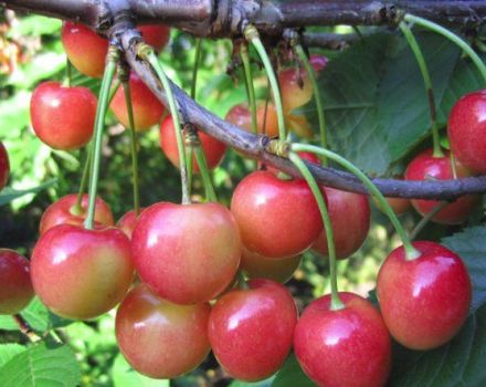 Beskrivning av sötkörsbärsorten Orlovskaya Pink, plantering och skötsel