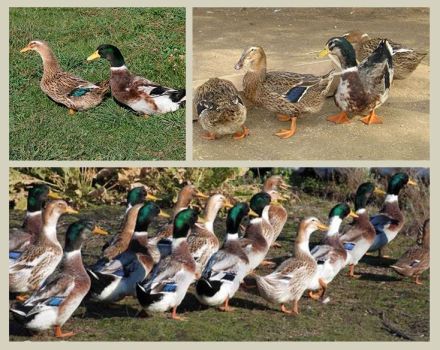 Beschreibung und Eigenschaften von Enten der Baschkirischen Rasse, Vor- und Nachteile