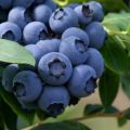 Hur man planterar och odlar blåbär från frön hemma