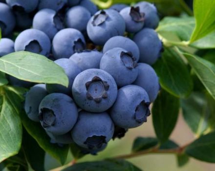 Hur man planterar och odlar blåbär från frön hemma