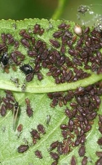 Wie man Blattläuse auf Kirschen loswird und wie man sie verarbeitet, eine Übersicht über Drogen und Volksheilmittel
