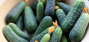 Beschrijving van de variëteit van komkommer Magnat, teelt en verzorging