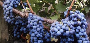 Beskrivning och egenskaper för druvsorten Cabernet Sauvignon, regioner för odling och planteringsregler
