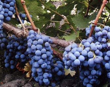 „Cabernet Sauvignon“ vynuogių veislės aprašymas ir savybės, auginimo regionai ir sodinimo taisyklės