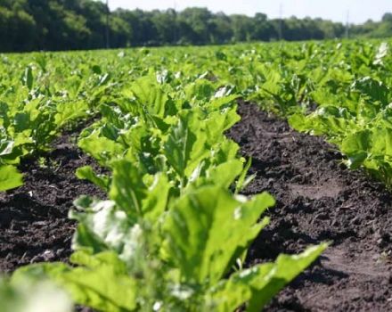 Soorten preparaten en het gebruik van herbiciden voor het verwerken van bieten