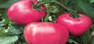 Charakteristika a popis odrůdy rajčat Raspberry Rhapsody
