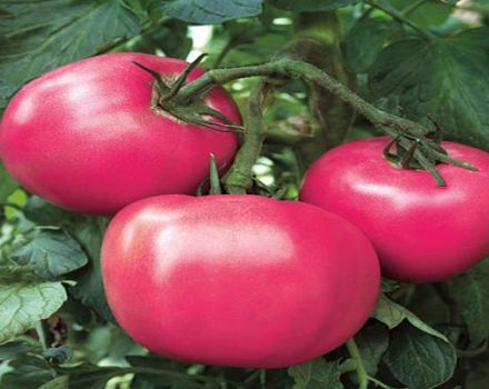 Charakteristiky a opis odrody paradajok Raspberry Rhapsody