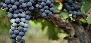 A Livadiysky Black szőlőfajta leírása és jellemzői, a termesztés története és szabályai