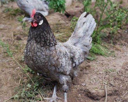 Descripción y características de la raza andaluza de pollos azules, normas de mantenimiento.