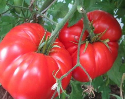 Ispaniškų milžiniškų pomidorų veislės charakteristikos ir aprašymas, derlius