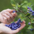 Sådan dyrkes blåbær fra frø derhjemme, plantning og pleje regler