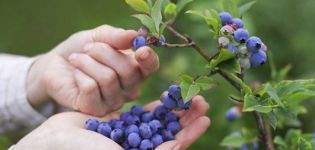 Hur man odlar blåbär från frön hemma, planterings- och vårdregler