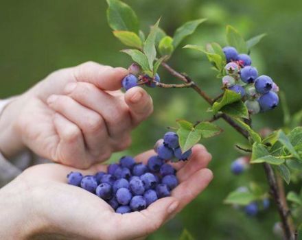 Hur man odlar blåbär från frön hemma, planterings- och vårdregler