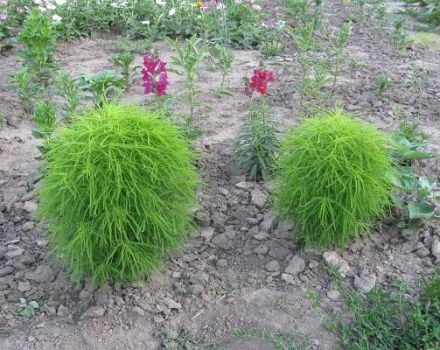 Opis odrôd Kokhia, výsadba a starostlivosť na otvorenom poli, ktoré rastú zo semien