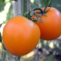 Mandarinka pomidorų veislės savybės ir aprašymas, derlius