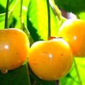 Beskrivning och egenskaper hos Rossoshanskaya guldkörsbärsort, odling