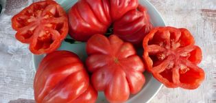 Beskrivning och sorter av tomatsorter Tlacolula de Matamoros, dess utbyte