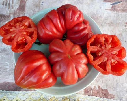Beschrijving en variëteiten van tomatenrassen Tlacolula de Matamoros, de opbrengst