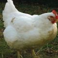 Beskrivning och egenskaper hos slaktkycklingrasen med kycklingar Ross 308, tabell över vikt per dag