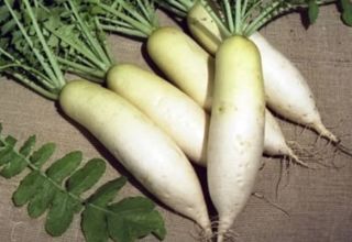 Description of the daikon Dubinushka variety, features of cultivation and care