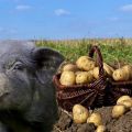 Kaip tinkamai duoti žalias bulves kiaulėms ir ar tai įmanoma