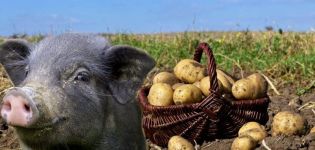 Hur man ger rå potatis till grisar och är det möjligt