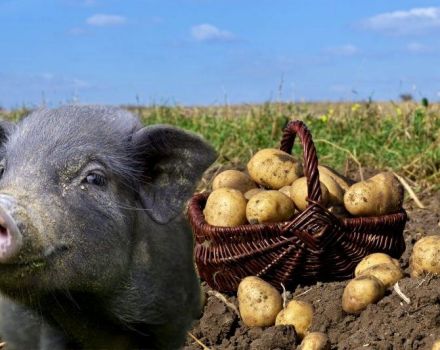Hur man ger rå potatis till grisar och är det möjligt