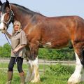 Описи највећих пасмина коња и познатих рекордерки по висини и тежини