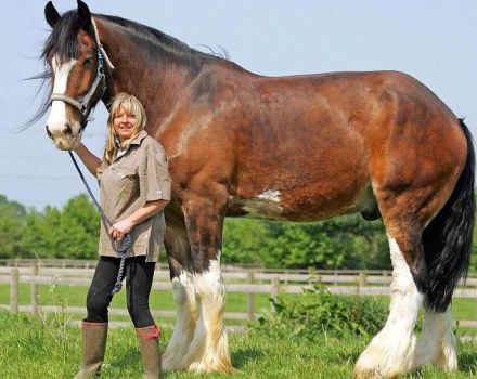 Aprašomos didžiausios arklių veislės ir garsūs rekordininkai ūgio ir svorio atžvilgiu