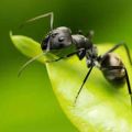 Čo robiť, keď mravce jesť kapustu, ako sa ich zbaviť