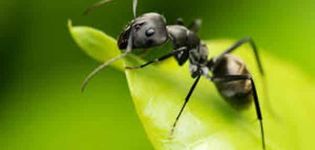 Was tun, wenn Ameisen Kohl essen, wie man sie loswird?