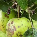 Hur man behandlar ett äppelträd på sommaren och våren från skadedjur och sjukdomar, folkrecept och kemikalier