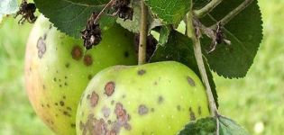 Ako liečiť jabloň v lete a na jar od škodcov a chorôb, ľudových receptov a chemikálií