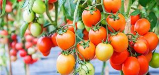 Mô tả và đặc điểm của giống cà chua thiên thạch Chelyabinsk