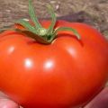 Descrizione e caratteristiche della varietà di pomodoro Volgogradsky 5/95, la sua resa