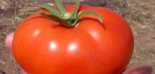 Beskrivelse og karakteristika for tomatsorten Volgogradsky 5/95, dens udbytte