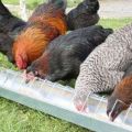 Beschrijvingen van kippenrassen van vlees en eierrichting voor thuis fokken