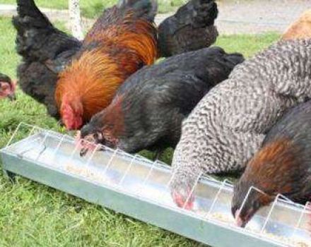 Περιγραφές των φυλών κοτόπουλου με κρέας και κατεύθυνση αυγών για αναπαραγωγή στο σπίτι